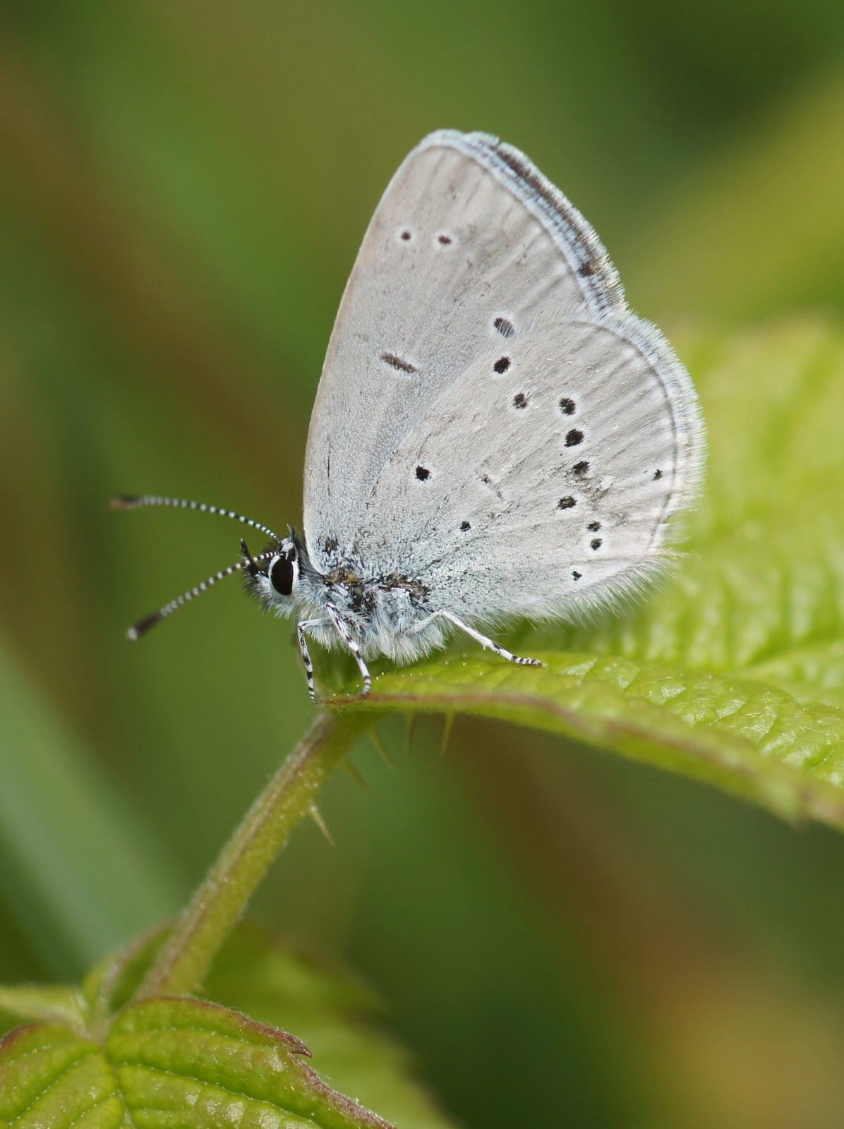 Cupido minimus.JPG